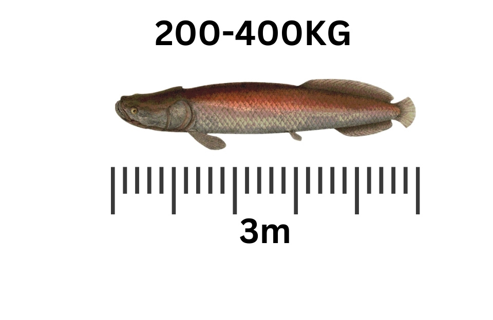 Arapaima largest freshwater fish