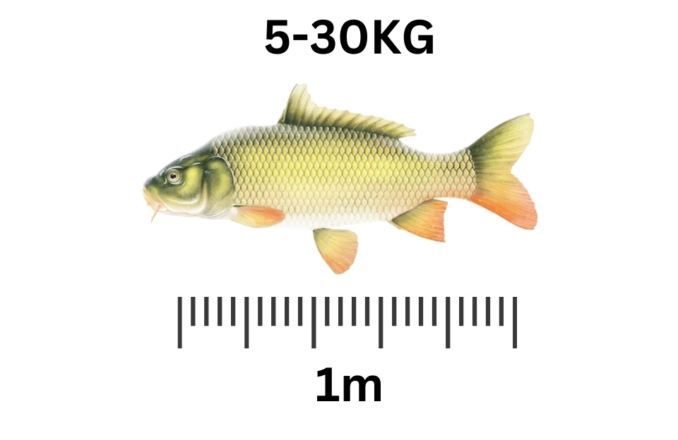 Common Carp largest freshwater fish