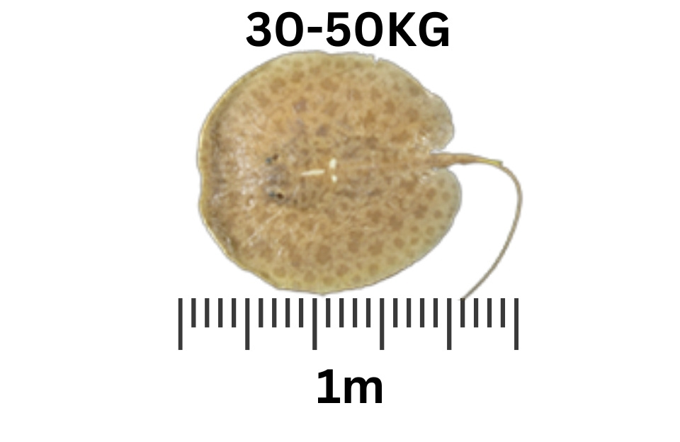 Discus Ray largest freshwater fish