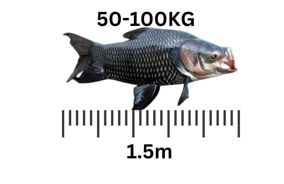 Giant Barb largest freshwater fish