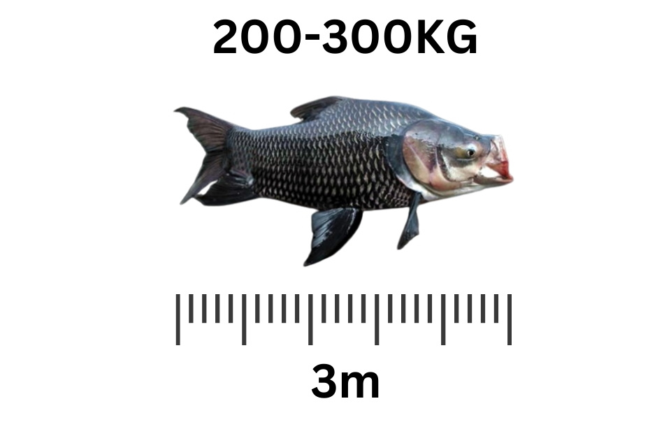 Giant Siamese Carp largest freshwater fish