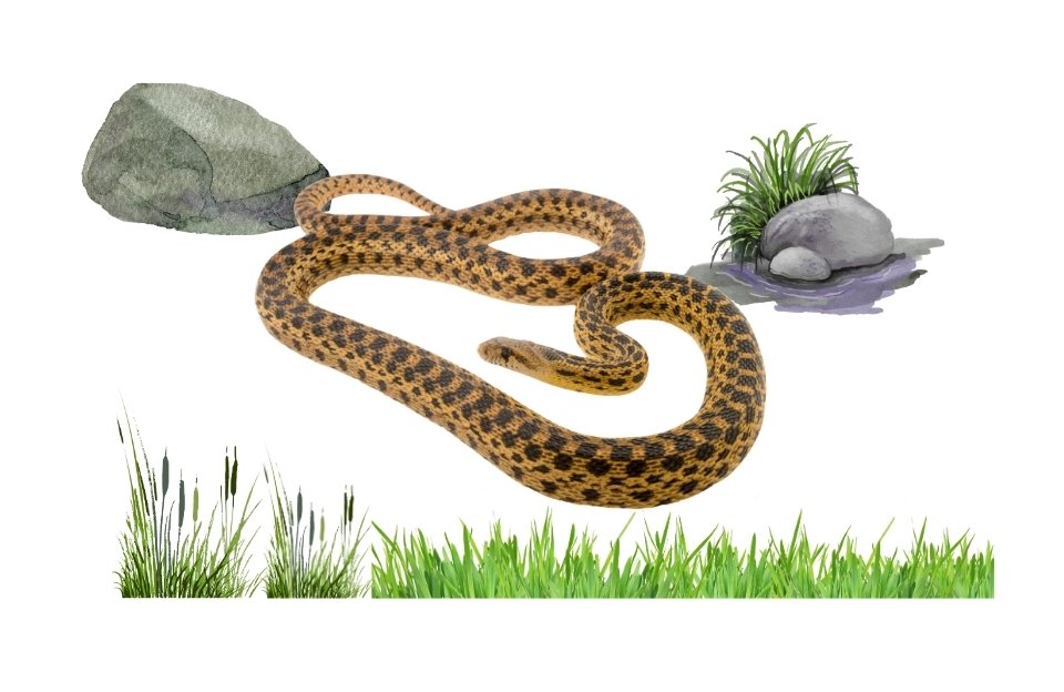 gopher snake