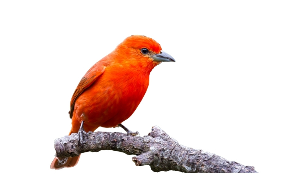 Hepatic Tanager red birds