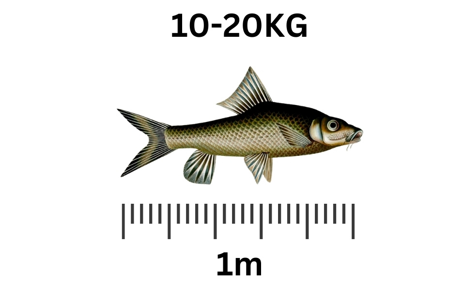 Humpback Mahseer largest freshwater fish