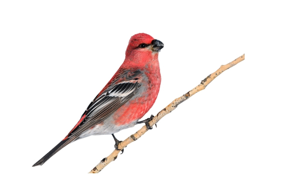 Pine Grosbeak red birds