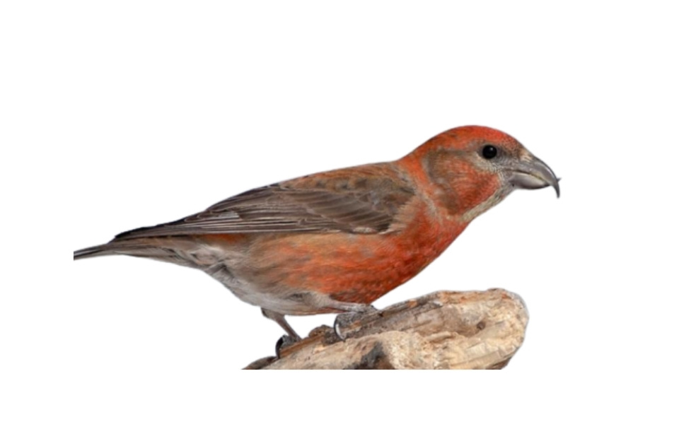 Red Crossbill