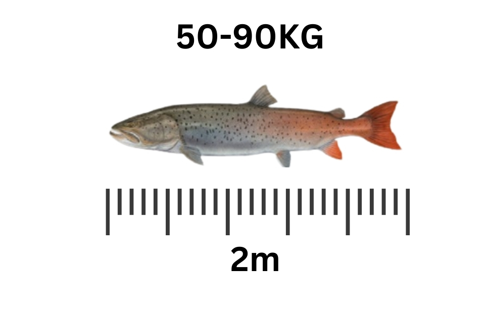 Siberian Taimen