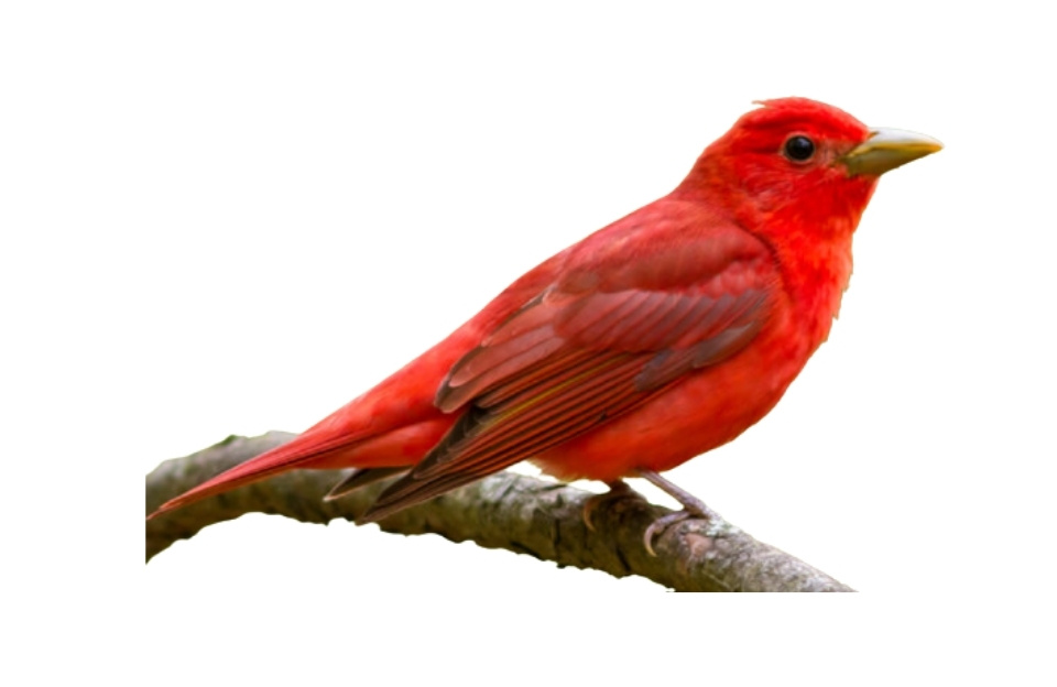Summer Tanager red birds