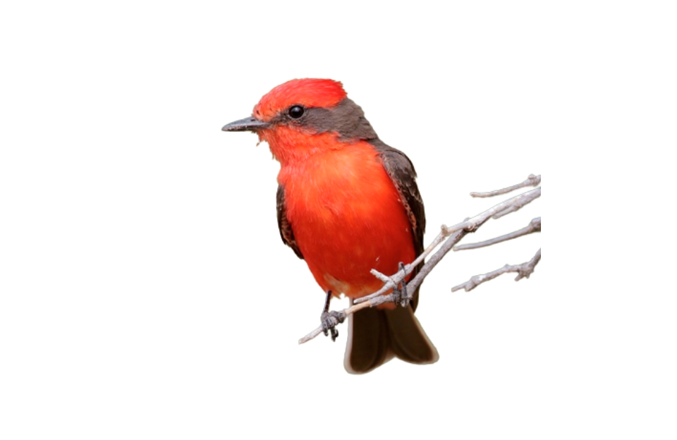 Vermilion Flycatcher red birds
