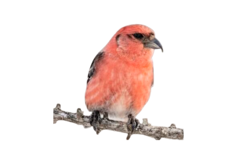White-winged Crossbill red birds