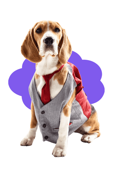 dog image