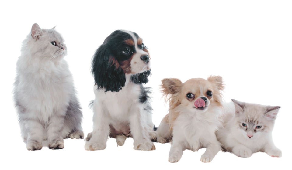 dogs and cats