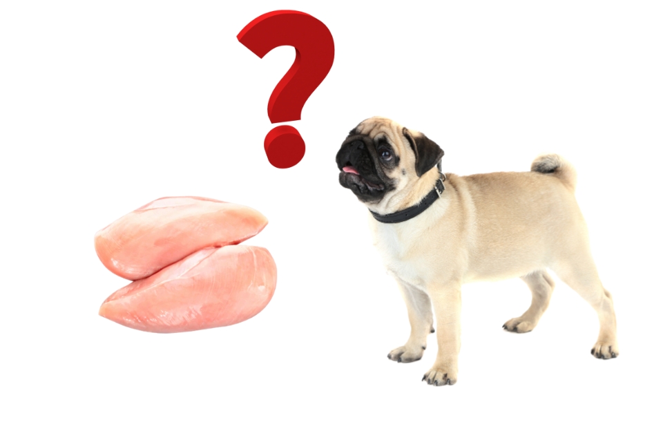 can dogs eat raw chicken